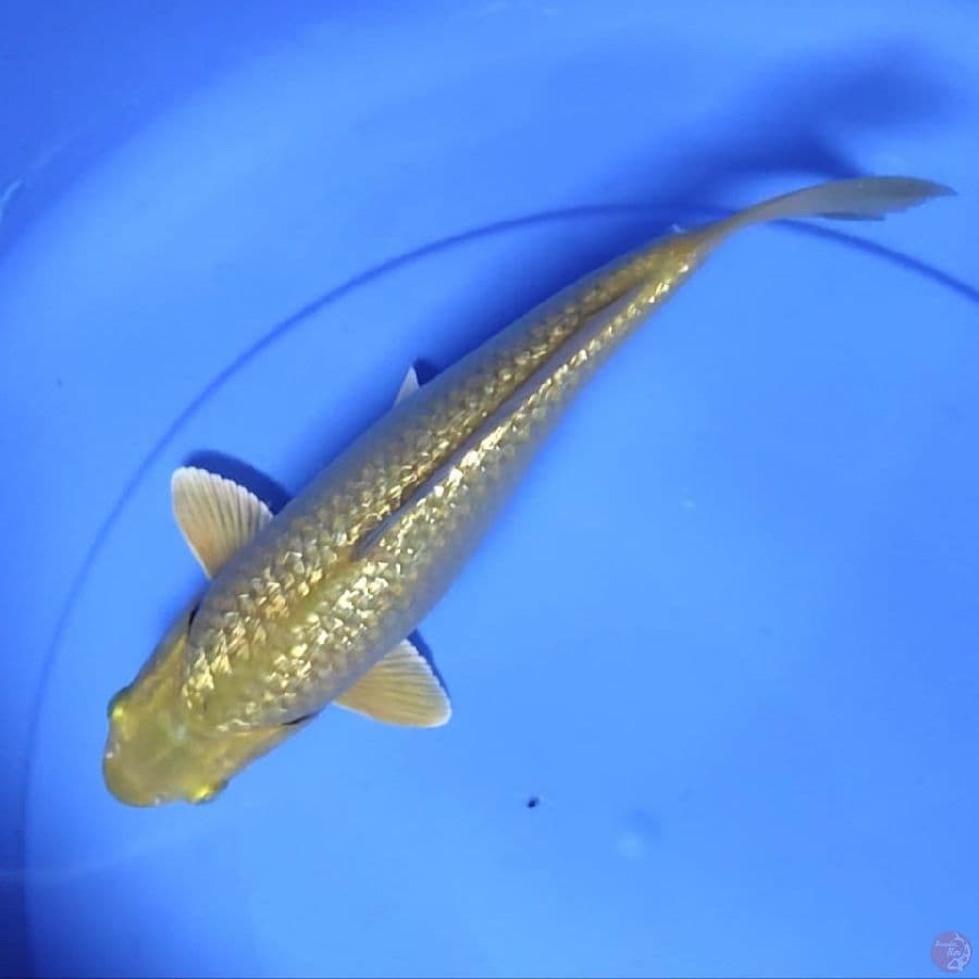 ( 27CM ) MIDORI GINRIN - FEMALE
