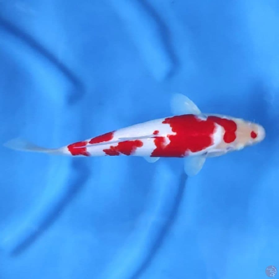 ( 27CM ) KOHAKU MANTAP - MALE