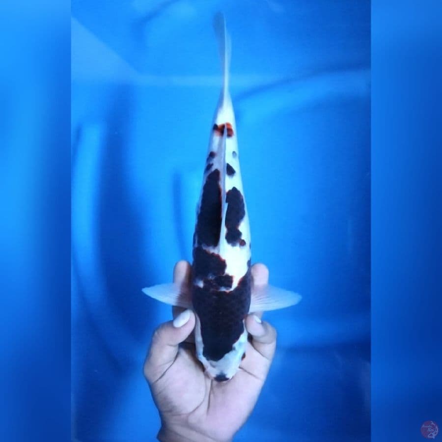 ( 30CM ) BUDO GOROMO ORIGINAL - MALE