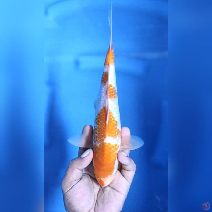 ( 27CM ) KOYO GINRIN - MALE