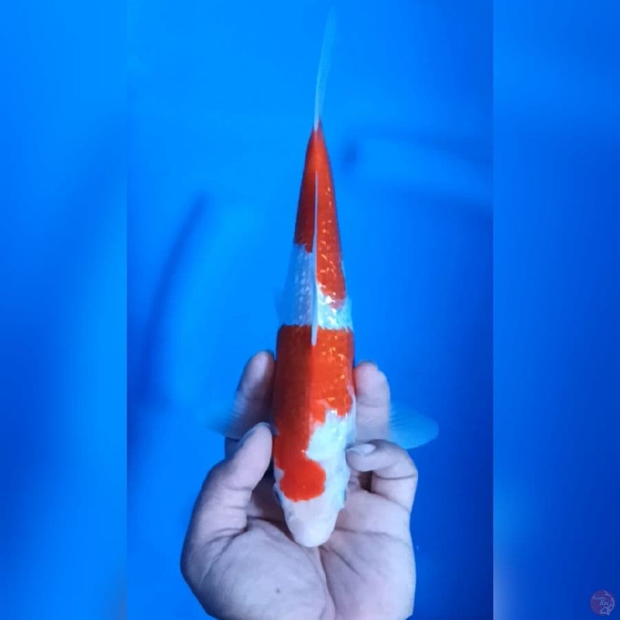 ( 26CM ) KOHAKU GINRIN - MALE
