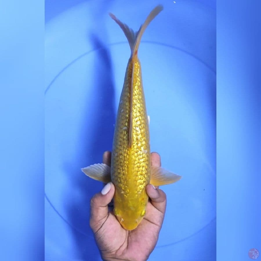 ( 30CM ) MIDORI GINRIN - MALE