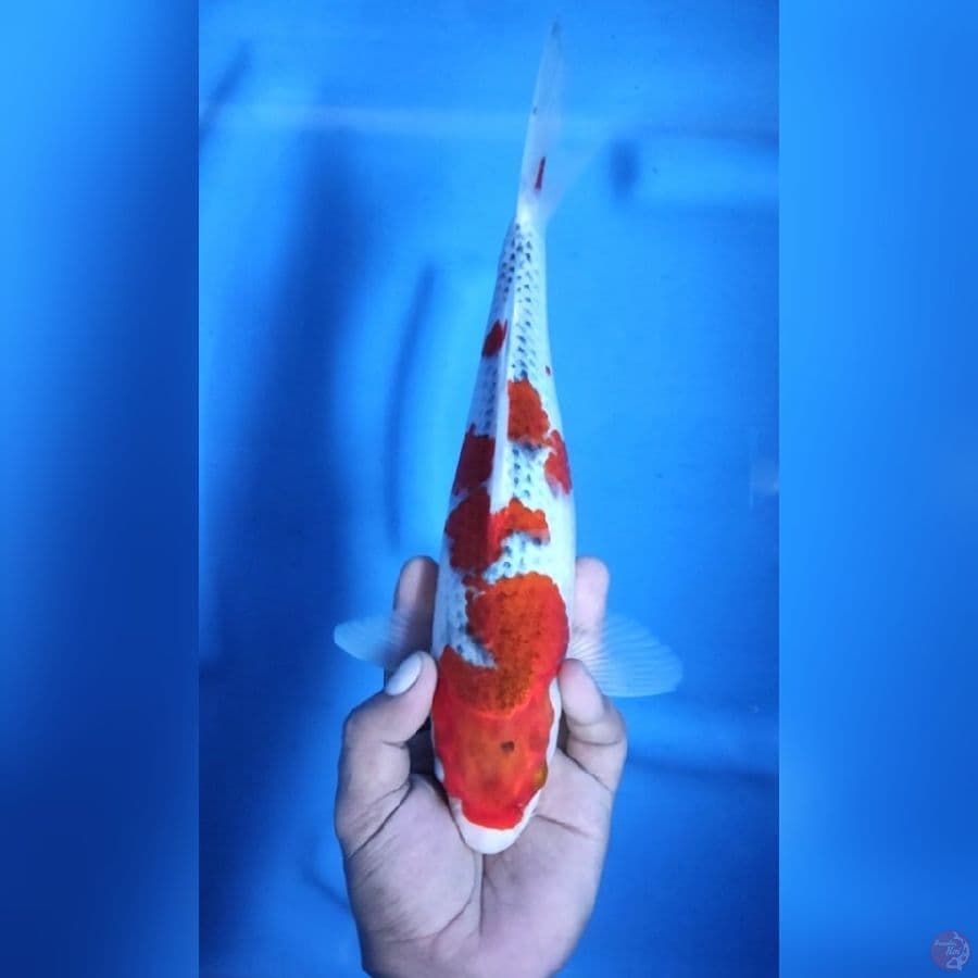 ( 30CM ) GHOSIKI - FEMALE 