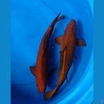 Chagoi Tembaga  36-37cm