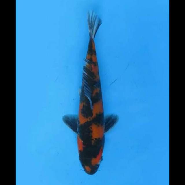 19cm Male - Hi Showa Balance 