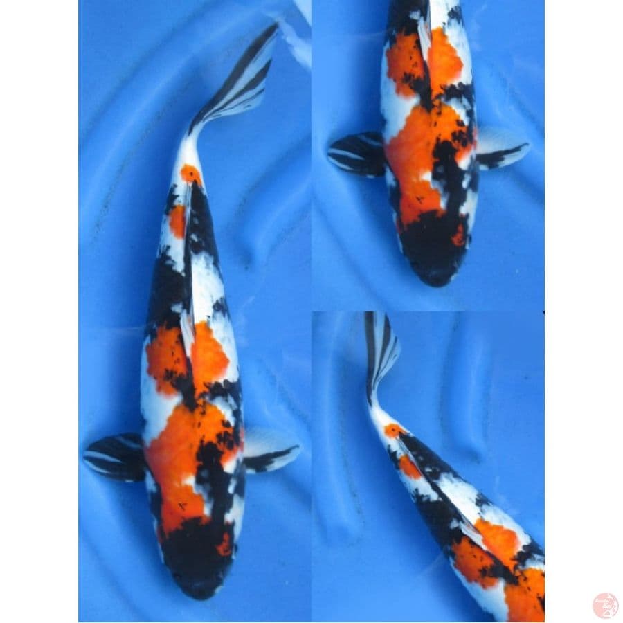 41cm , Jumbo Showa