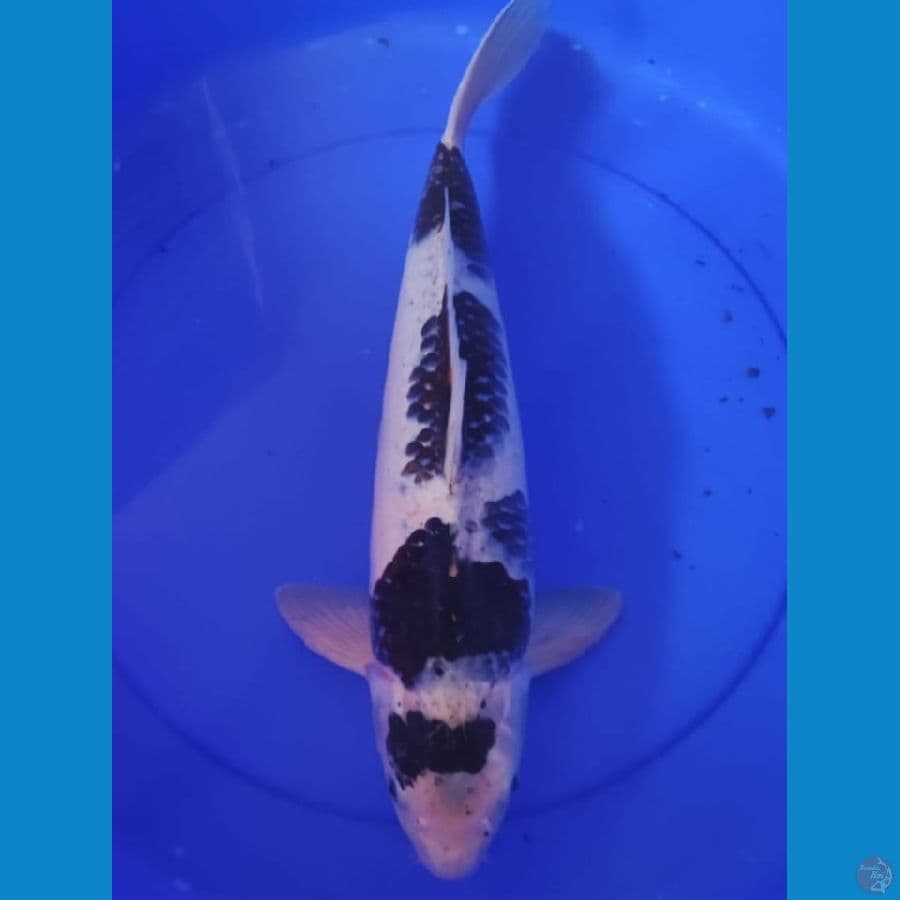 goromo cutker dikit F47cm