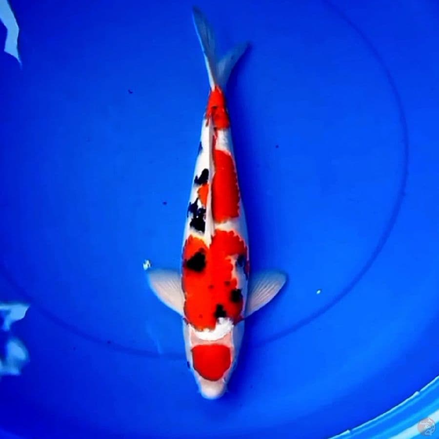 35cm MARUTEN SANKE