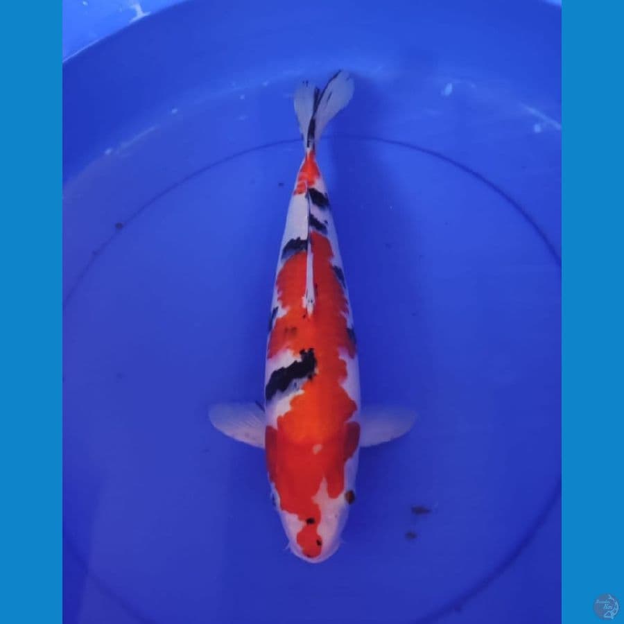sanke F37cm