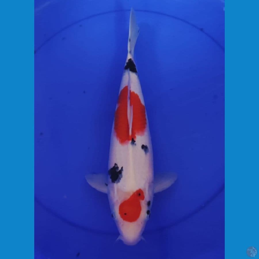 sanke F37cm