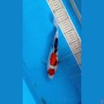 MAROTEN 24CM 