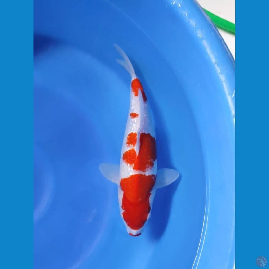 kohaku jantan 34cm