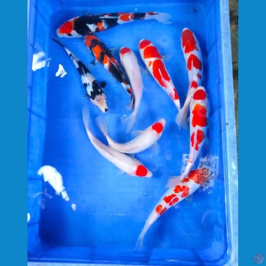 paket 10ekor ±25- 30bu
