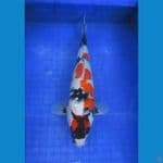 SHOWA ±36CM