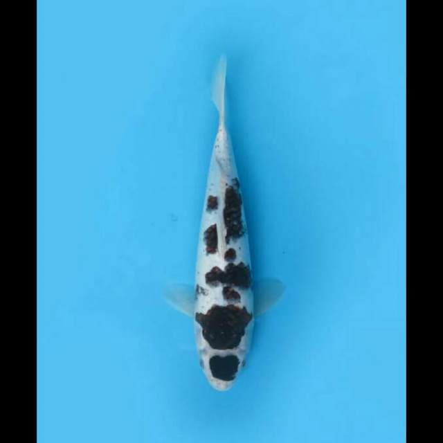 31cm Male - Maruten Budo Goromo 