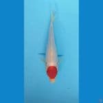 Tanco kohaku 23cm