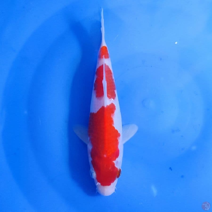 kohaku original step 3