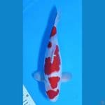KOHAKU MARUTEN HQ ~32cm/Male~