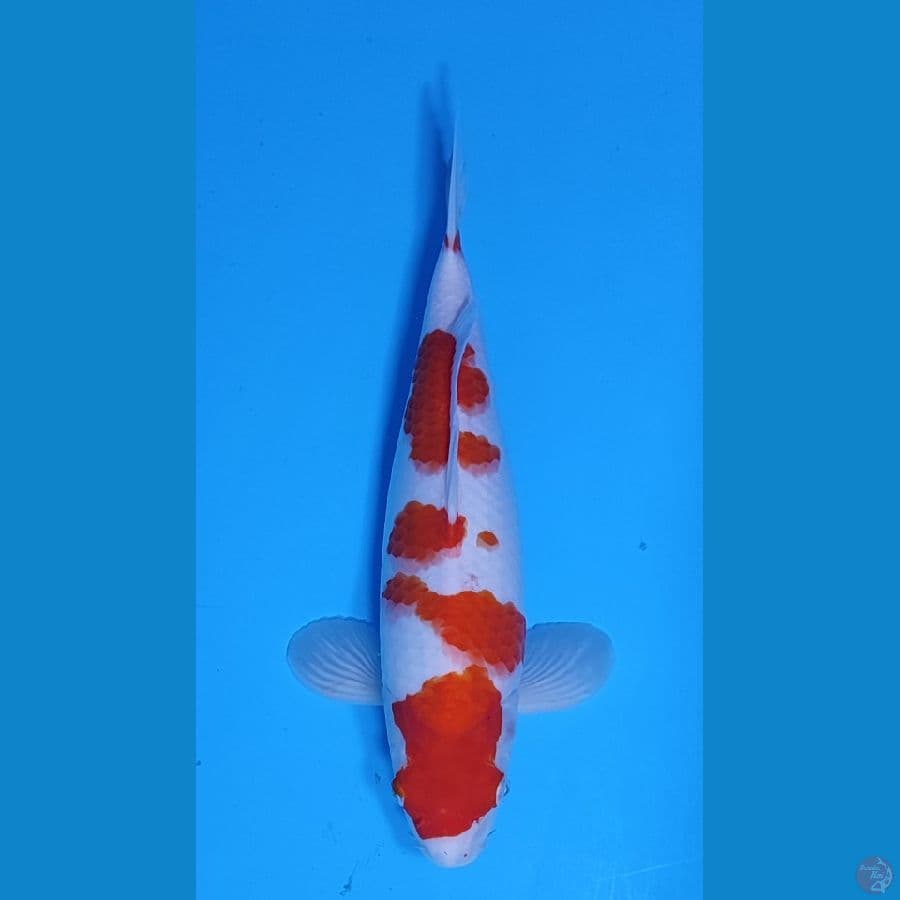 KOHAKU SAKURA HQ ~36cm/Feemale~
