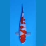 KOHAKU SAKURA HQ ~36cm/Feemale~