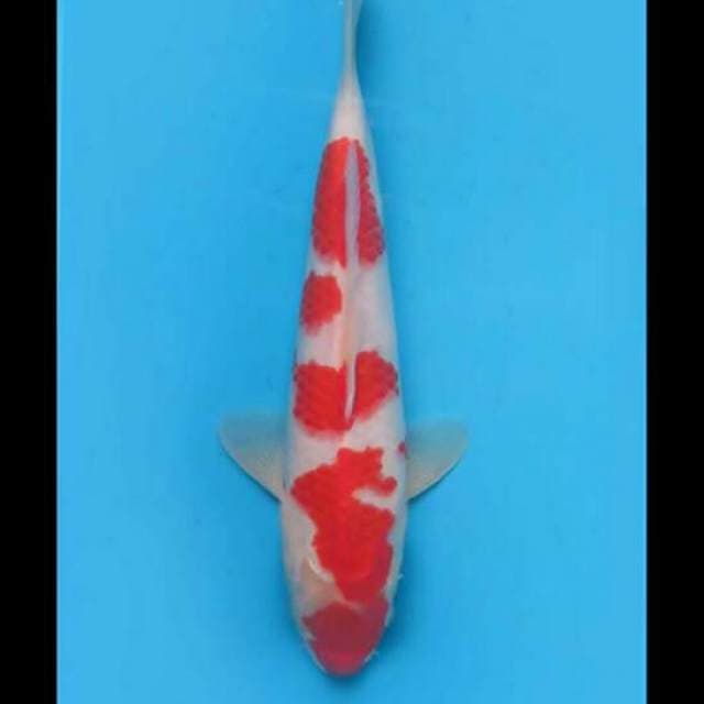 30cm Male - Kohaku Good Patern Ori