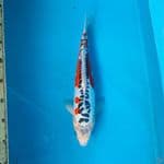 shusui 35cm female