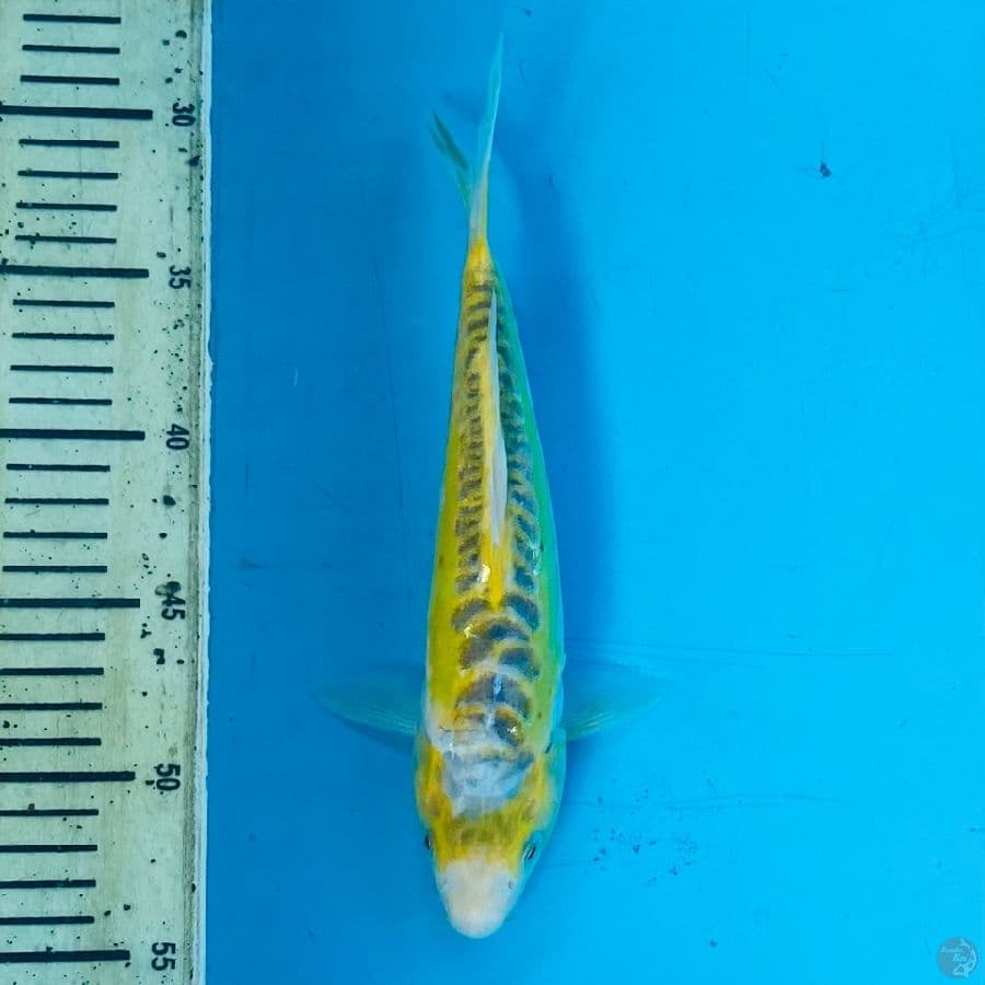 shusui kuning 25cm tdk simetris