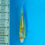 shusui kuning 25cm tdk simetris