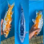 shusui 34cm female