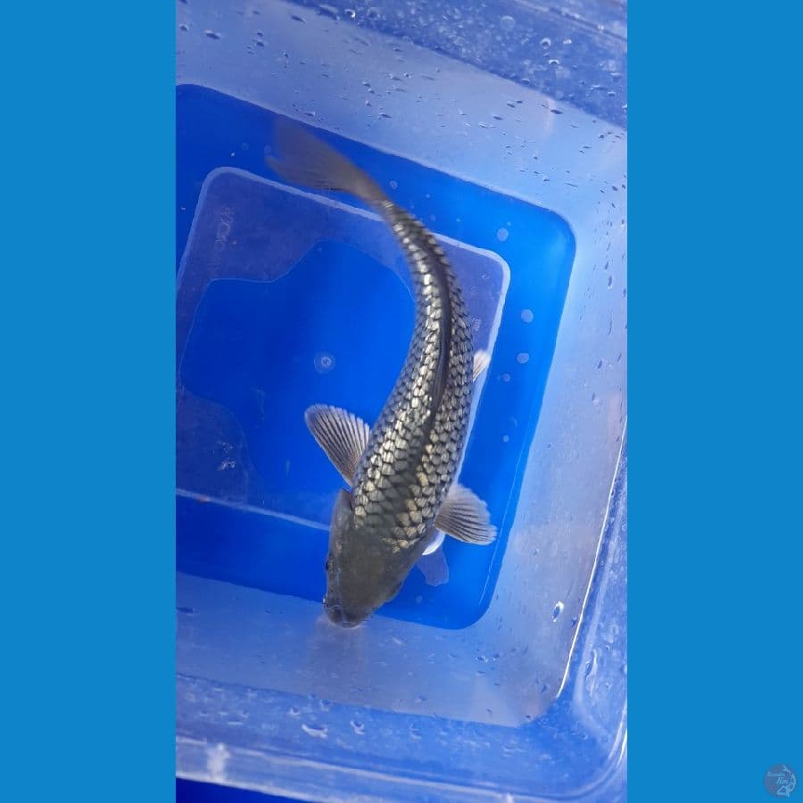 Suragoi black 19cm