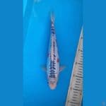 shusui 30cm