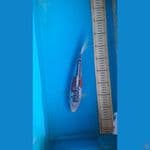 shusui 30cm