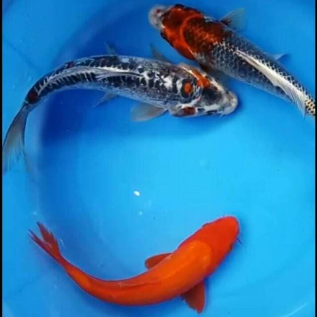Mix koi 25,27cm