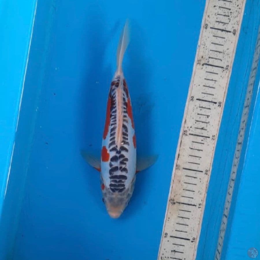 SB shusui 26cm