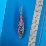 SB shusui 26cm 