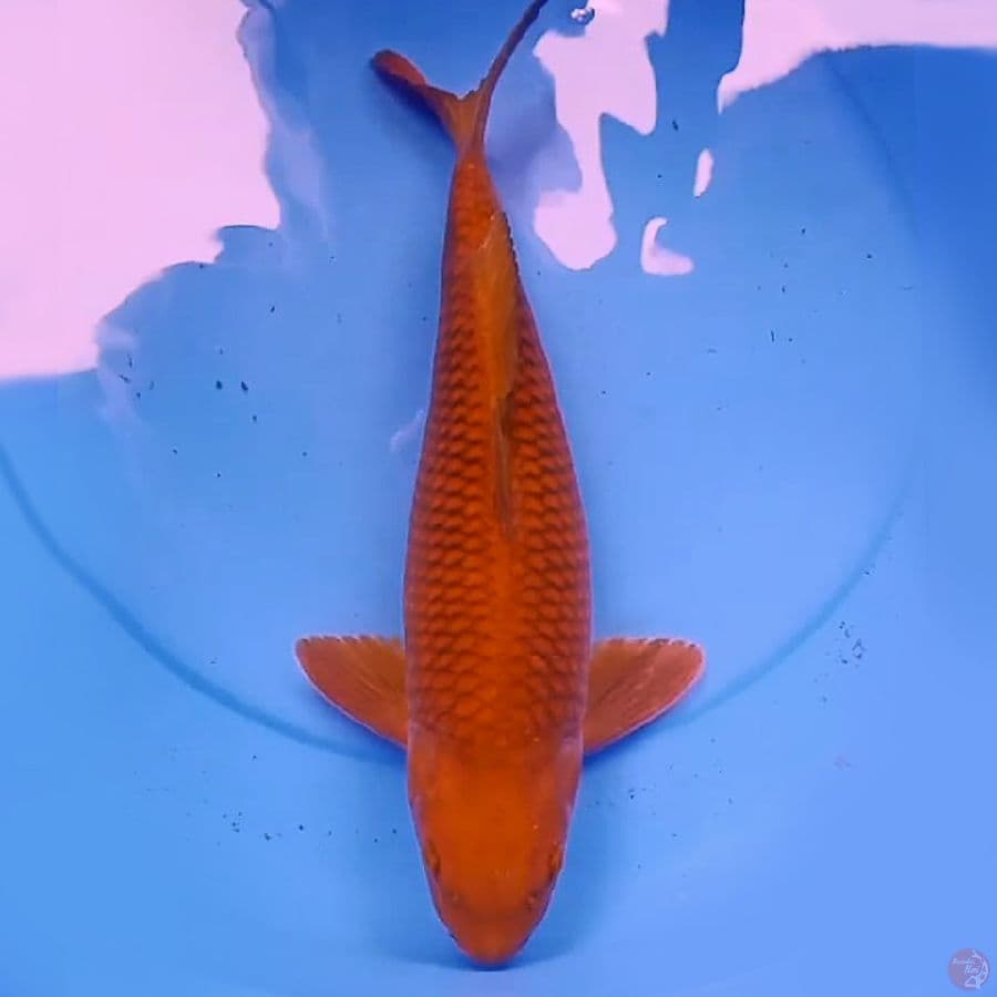42cm CHAGOI TEMBAGA BULKY