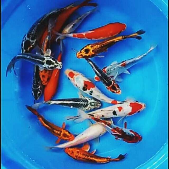 Mix koi 15up