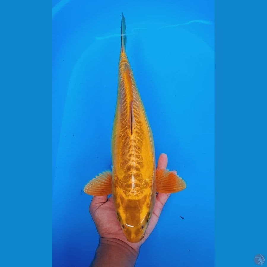 Karasi ARAGOKE 38cm