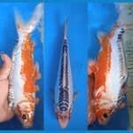shusui 28cm