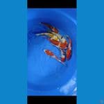 paket 24-25 cm
