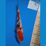 SANKE || 25CM
