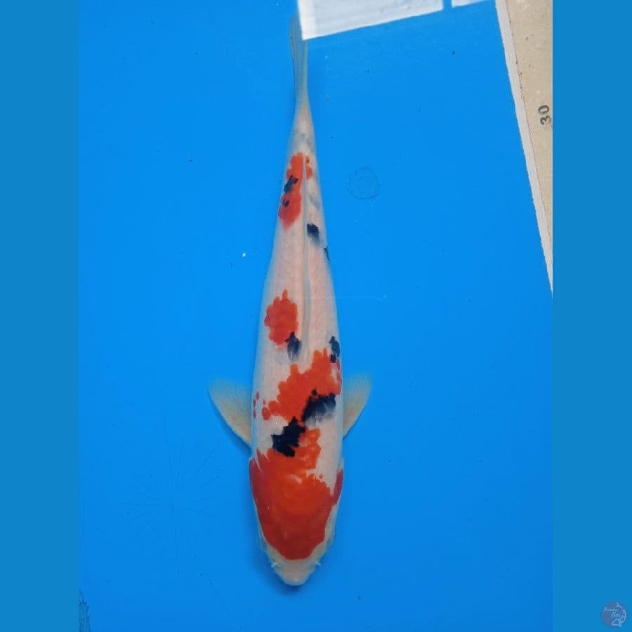 SANKE || 23CM