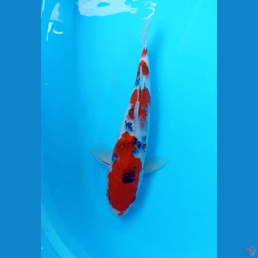 Sanke 38cm