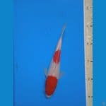 HALUS ORI || 20CM 
