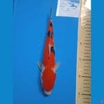 SANKE || 26CM