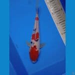 CALON HALUS || 27CM