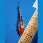 SANKE READY KEEPING || 18CM