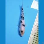 SHIRO BAHAN KEEP || 18CM