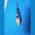 READY SHOW PASURUAN FREE KEEPING || 19CM 