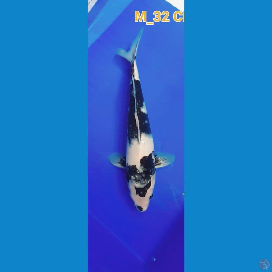 Shiro Utsuri M-32CM